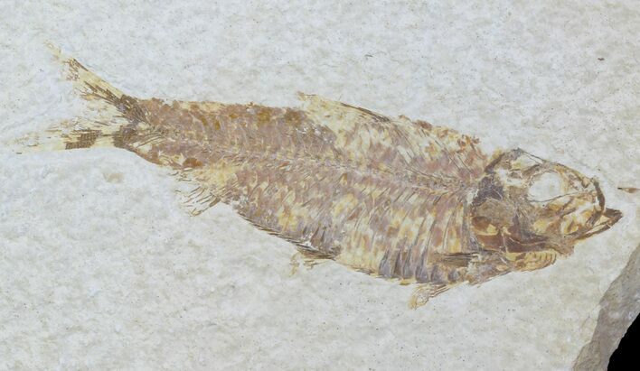 Detailed Fossil Fish (Knightia) - Wyoming #88549